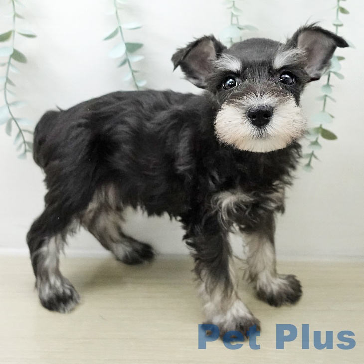 東京都のミニチュアシュナウザー (ペットプラス MARK IS 葛飾かなまち店/2025年10月13日生まれ/女の子/ブラックシルバー)の子犬の2枚目の画像