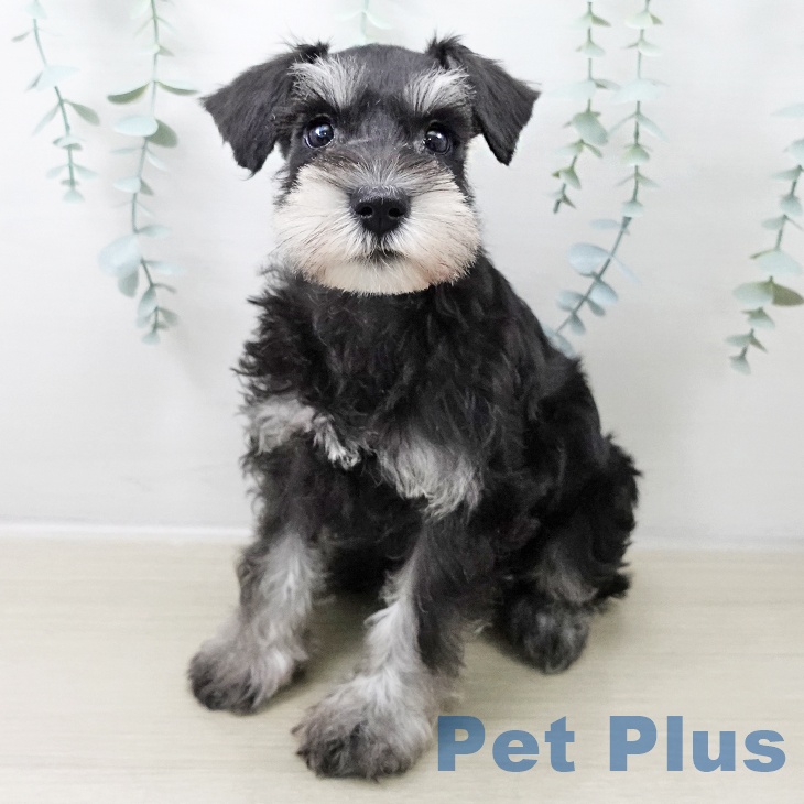 ミニチュア・シュナウザー