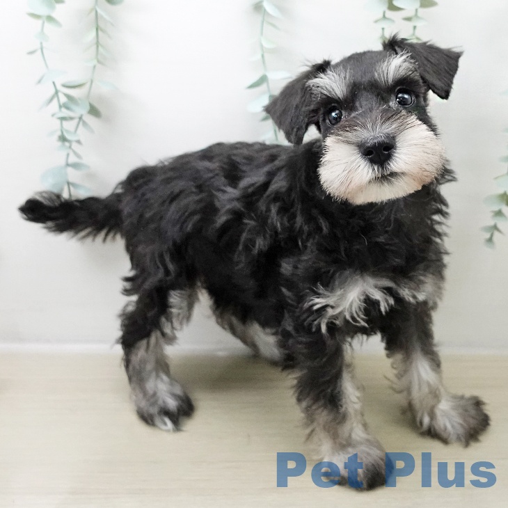 ミニチュア・シュナウザー