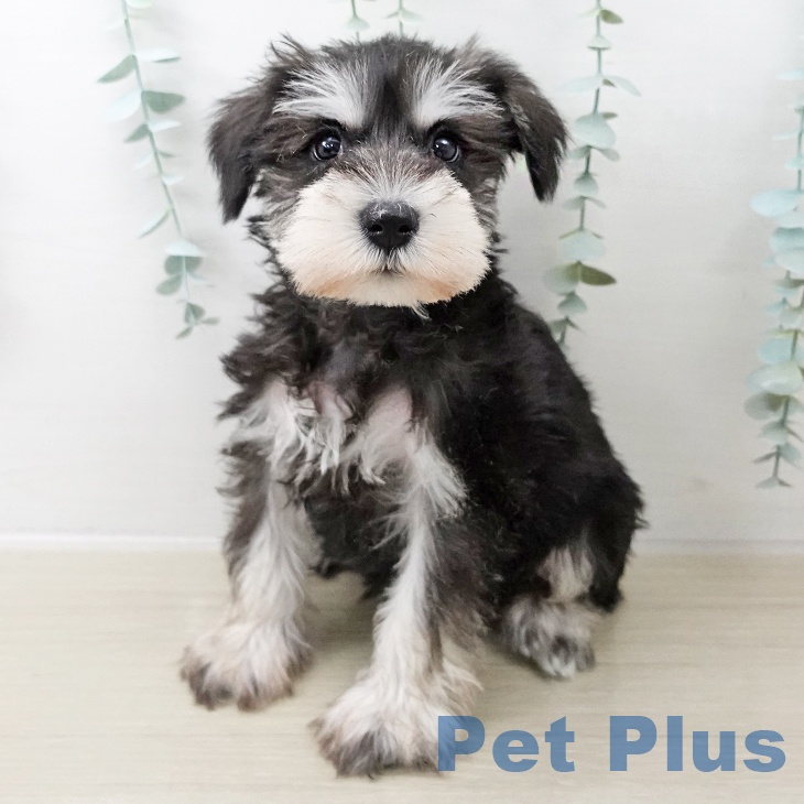千葉県のミニチュアシュナウザー (ペットプラス 幕張新都心店/2025年10月13日生まれ/女の子/ブラックシルバー)の子犬の1枚目の画像