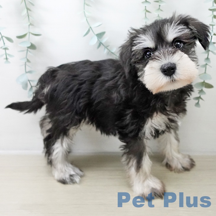 千葉県のミニチュアシュナウザー (ペットプラス 幕張新都心店/2025年10月13日生まれ/女の子/ブラックシルバー)の子犬の2枚目の画像