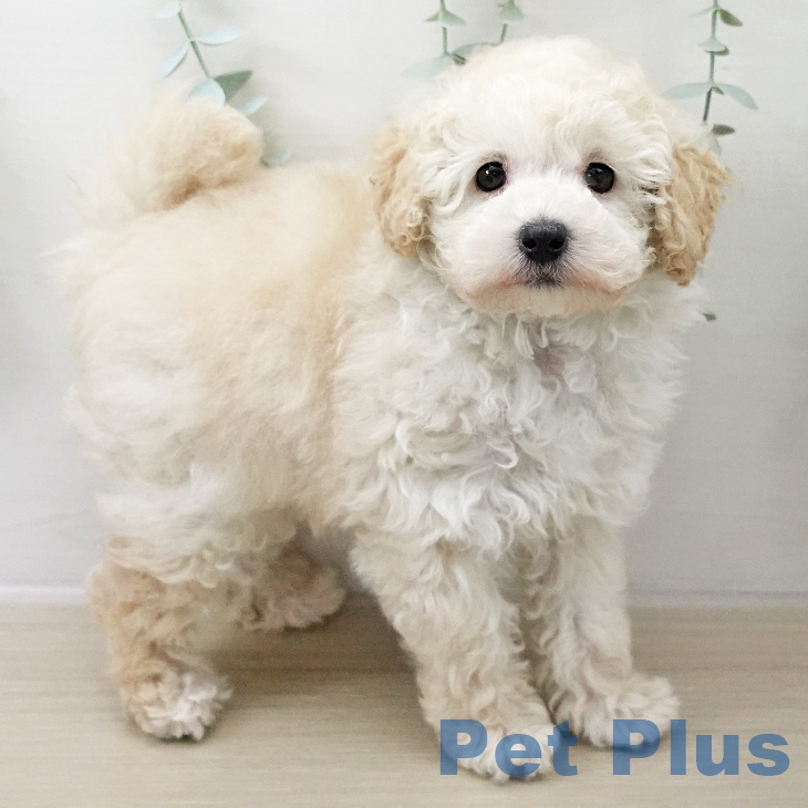 山形県のトイプードル(トイ) (ペットプラス 天童店/2025年10月6日生まれ/女の子/クリーム)の子犬の1枚目の画像