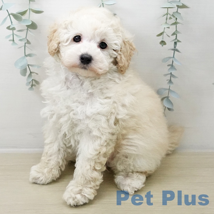 山形県のトイプードル(トイ) (ペットプラス 天童店/2025年10月6日生まれ/女の子/クリーム)の子犬の2枚目の画像