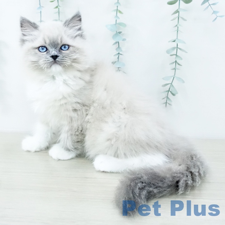 ラグドールの写真2