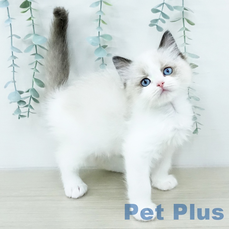 埼玉県のラグドール (ペットプラス ららぽーと新三郷店/2025年10月8日生まれ/男の子/シールポイントバイカラー)の子猫
