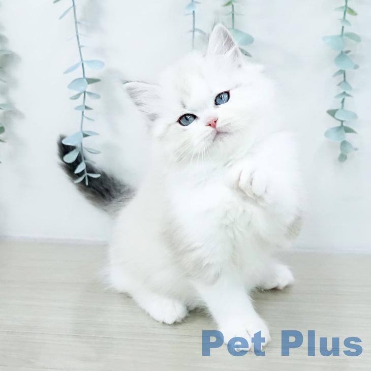 千葉県のラグドール (ペッツワン 千葉ニュータウン店/2025年10月8日生まれ/男の子/シールリンクスポイントバイカラー)の子猫の1枚目の画像