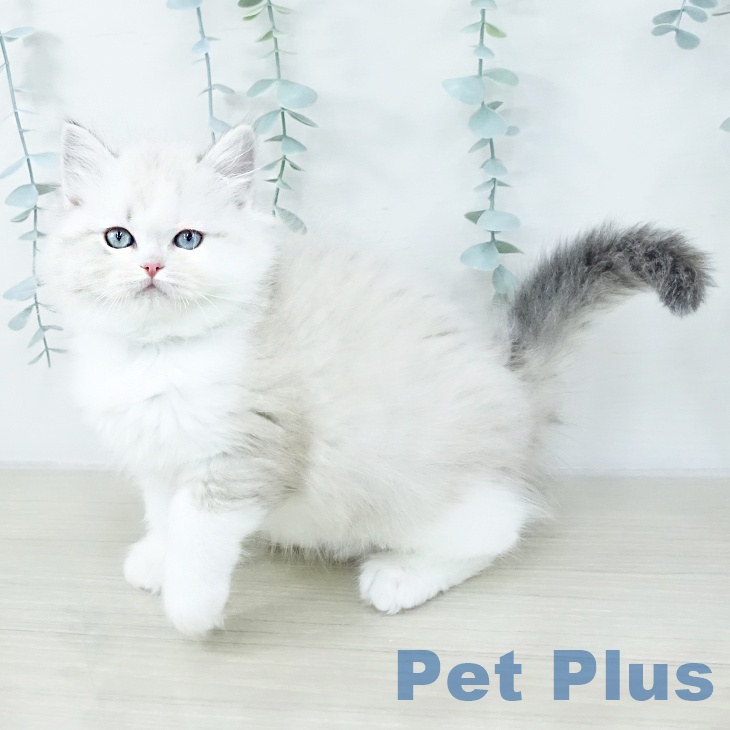 千葉県のラグドール (ペッツワン 千葉ニュータウン店/2025年10月8日生まれ/男の子/シールリンクスポイントバイカラー)の子猫の2枚目の画像