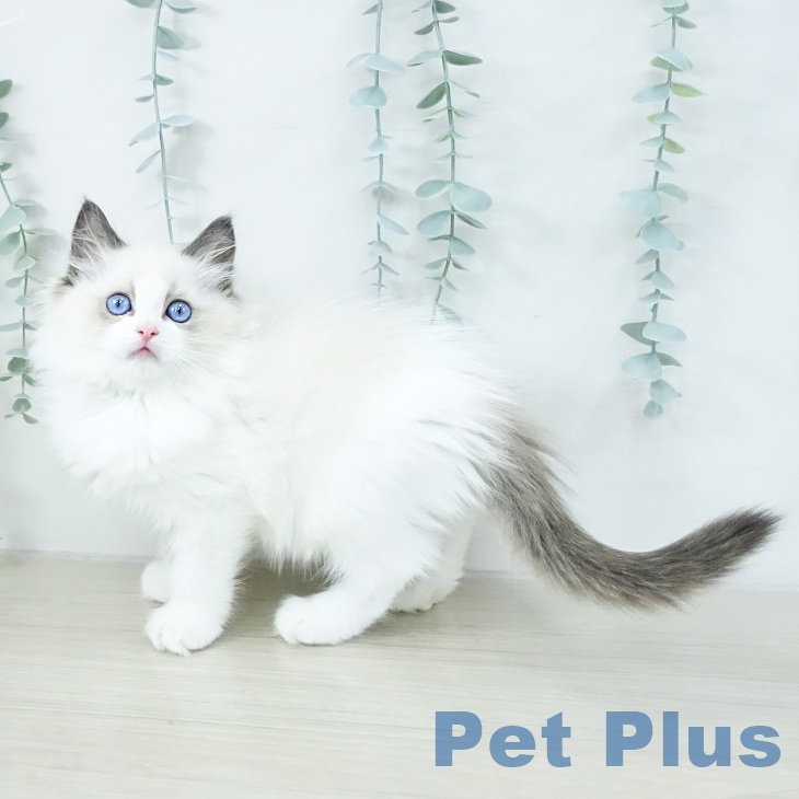 東京都のラグドール (ペットプラス 東久留米店/2025年10月12日生まれ/女の子/シールポイントバイカラー)の子猫の1枚目の画像