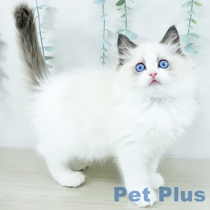 東京都のラグドール (ペットプラス 東久留米店/2025年10月12日生まれ/女の子/シールポイントバイカラー)の子猫の2枚目の画像