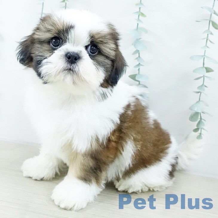 長野県のシーズー (ペットプラス 長野店/2025年10月13日生まれ/男の子/ホワイトゴールド)の子犬の1枚目の画像