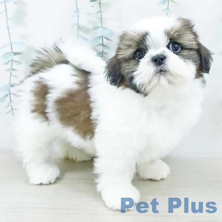 長野県のシーズー (ペットプラス 長野店/2025年10月13日生まれ/男の子/ホワイトゴールド)の子犬の2枚目の画像