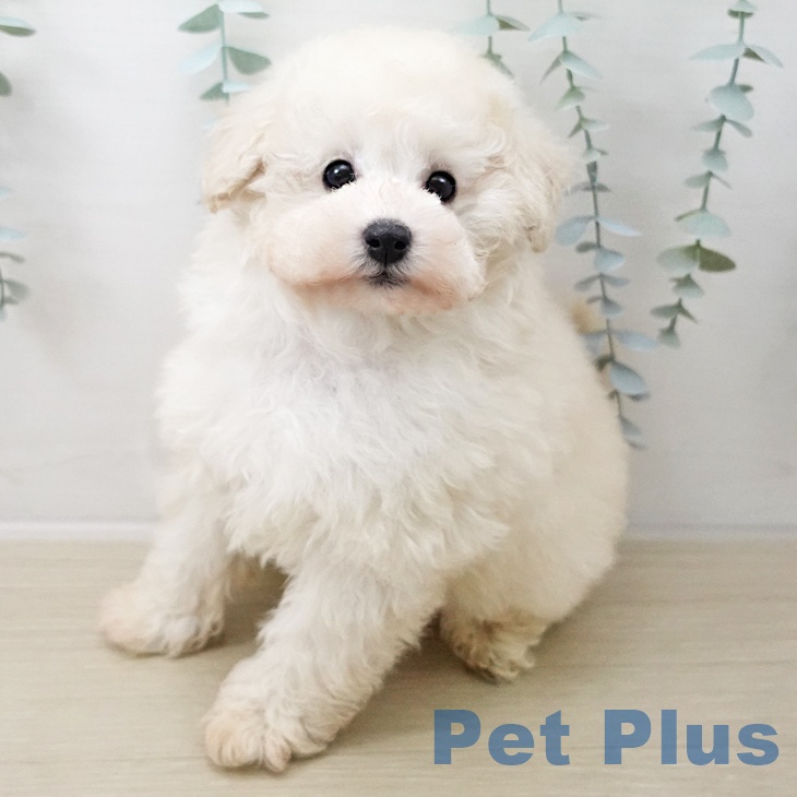 埼玉県のトイプードル(トイ) (ペットプラス ピオニウォーク東松山店/2025年10月14日生まれ/男の子/ホワイト)の子犬の1枚目の画像
