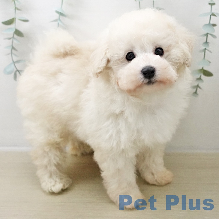 埼玉県のトイプードル(トイ) (ペットプラス ピオニウォーク東松山店/2025年10月14日生まれ/男の子/ホワイト)の子犬の2枚目の画像