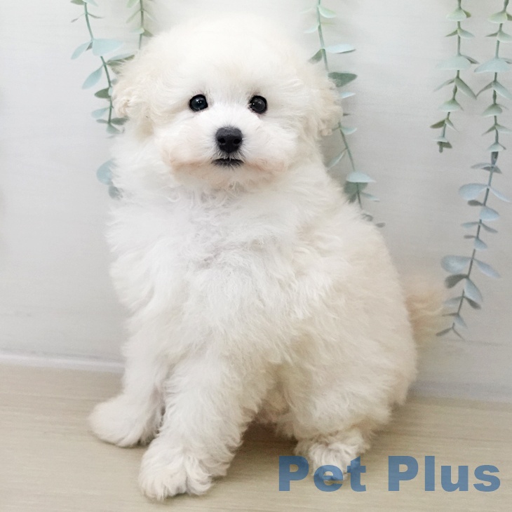 トイ・プードル