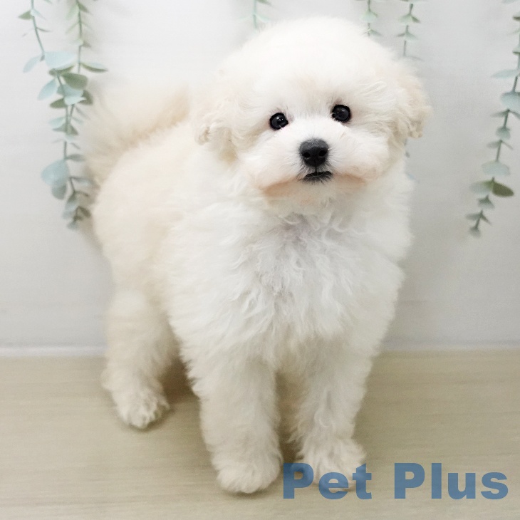 トイ・プードルの写真2