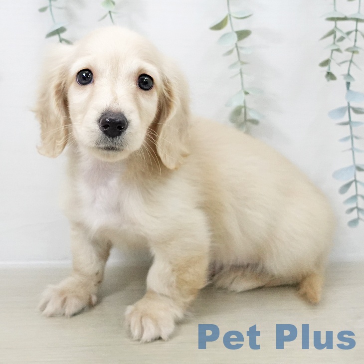 福島県のミニチュアダックスフンド(ロング) (ペットプラス イオンタウン郡山店/2025年10月14日生まれ/男の子/イエロー)の子犬の1枚目の画像