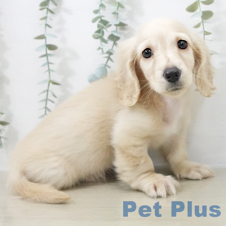 福島県のミニチュアダックスフンド(ロング) (ペットプラス イオンタウン郡山店/2025年10月14日生まれ/男の子/イエロー)の子犬の2枚目の画像