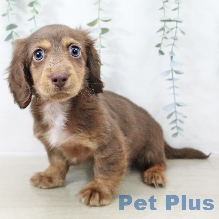 埼玉県のミニチュアダックスフンド(ロング) (ペットプラス イオンモール春日部店/2025年10月14日生まれ/男の子/チョコレートタン)の子犬の1枚目の画像