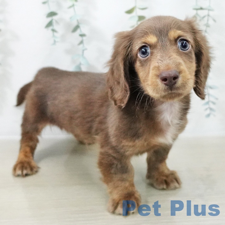 埼玉県のミニチュアダックスフンド(ロング) (ペットプラス イオンモール春日部店/2025年10月14日生まれ/男の子/チョコレートタン)の子犬の2枚目の画像