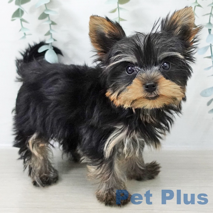 茨城県のヨークシャーテリア (ペットプラス つくば店/2025年9月24日生まれ/女の子/スチールブルータン)の子犬の1枚目の画像
