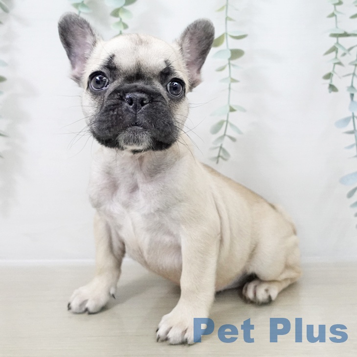 福島県のフレンチブルドッグ (ペットプラス 福島店/2025年10月15日生まれ/女の子/フォーン)の子犬の1枚目の画像