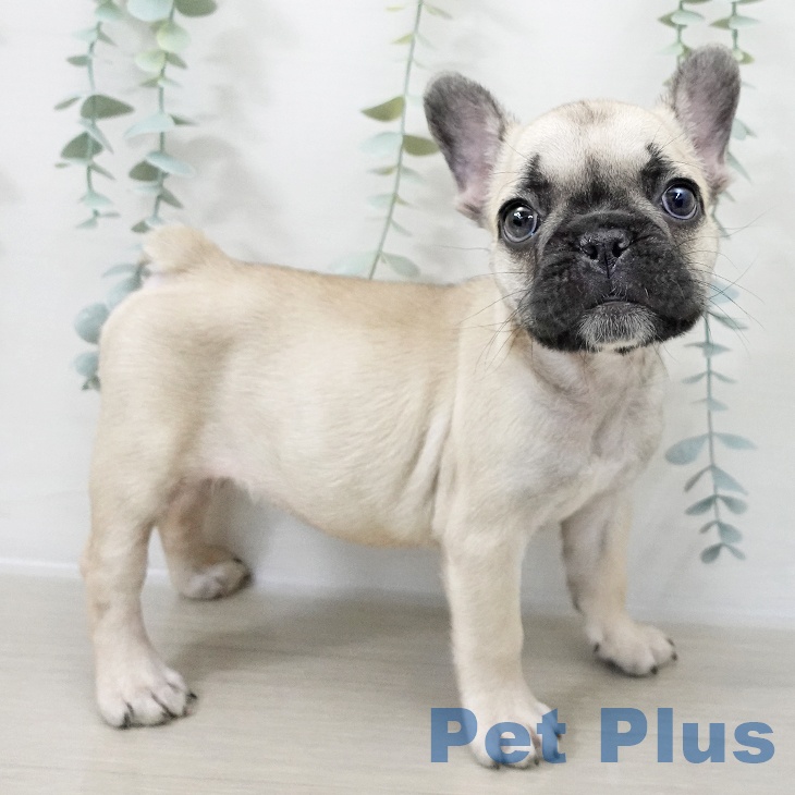 福島県のフレンチブルドッグ (ペットプラス 福島店/2025年10月15日生まれ/女の子/フォーン)の子犬の2枚目の画像