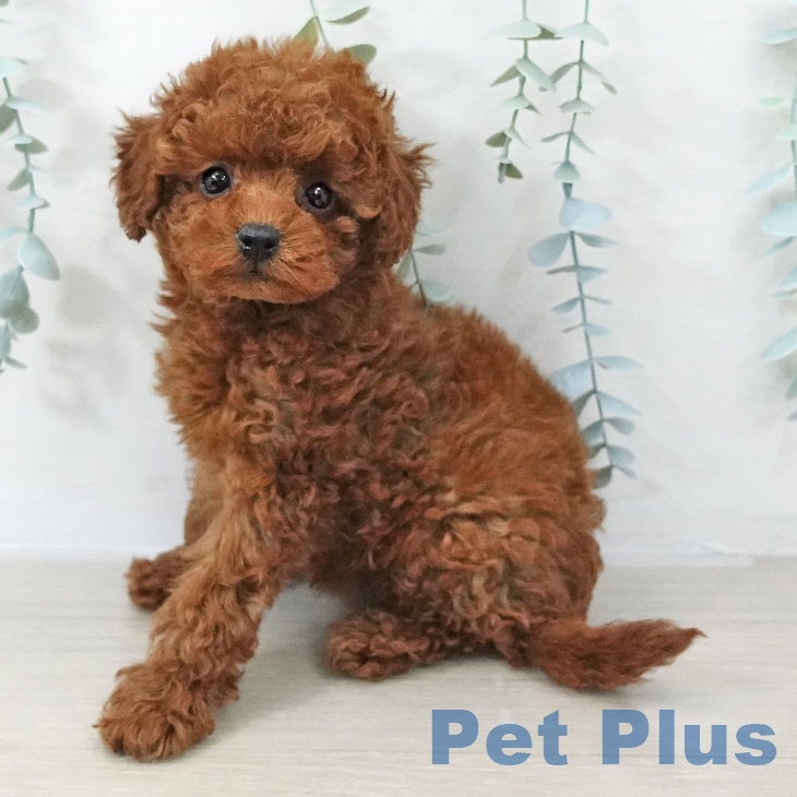 茨城県のトイプードル(トイ) (ペットプラス つくば店/2025年10月16日生まれ/男の子/レッド)の子犬の1枚目の画像
