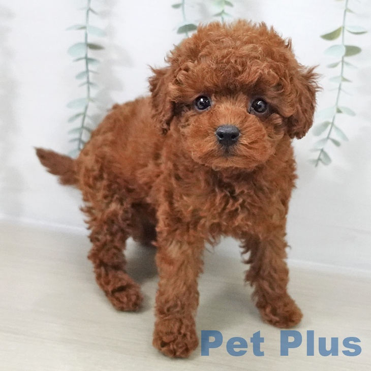茨城県のトイプードル(トイ) (ペットプラス つくば店/2025年10月16日生まれ/男の子/レッド)の子犬の2枚目の画像