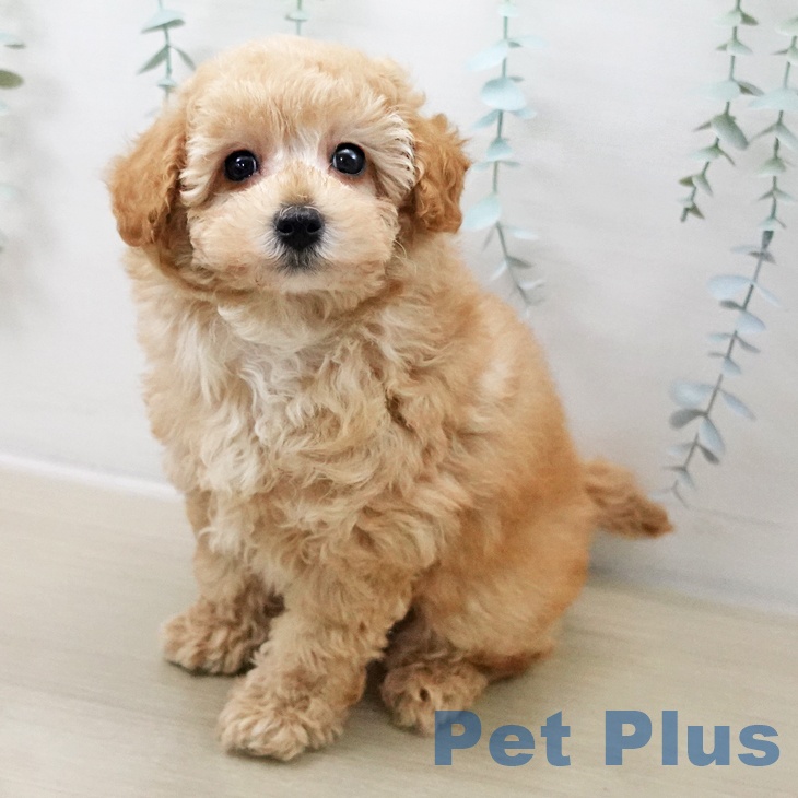 埼玉県のトイプードル(トイ) (ペットプラス イオンモール春日部店/2025年10月16日生まれ/男の子/オレンジフォーン)の子犬の1枚目の画像