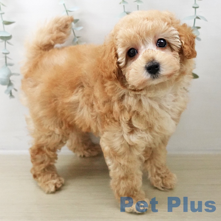 埼玉県のトイプードル(トイ) (ペットプラス イオンモール春日部店/2025年10月16日生まれ/男の子/オレンジフォーン)の子犬の2枚目の画像