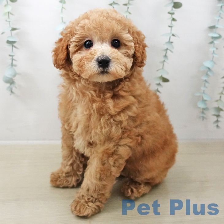 埼玉県のトイプードル(トイ) (ペットプラス クレアモール川越店/2025年10月16日生まれ/女の子/オレンジフォーン)の子犬の1枚目の画像