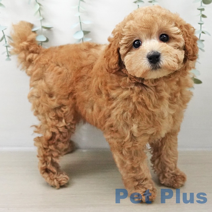 埼玉県のトイプードル(トイ) (ペットプラス クレアモール川越店/2025年10月16日生まれ/女の子/オレンジフォーン)の子犬の2枚目の画像