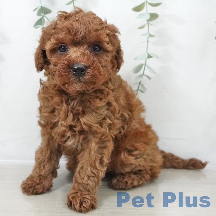 群馬県のトイプードル(トイ) (ペットプラス イオンモール太田店/2025年10月15日生まれ/男の子/レッド)の子犬の1枚目の画像