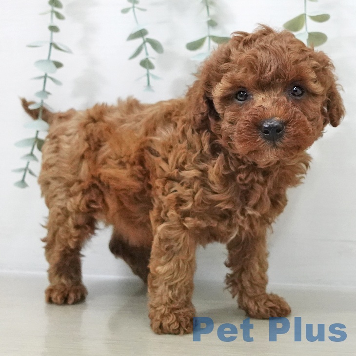 群馬県のトイプードル(トイ) (ペットプラス イオンモール太田店/2025年10月15日生まれ/男の子/レッド)の子犬の2枚目の画像