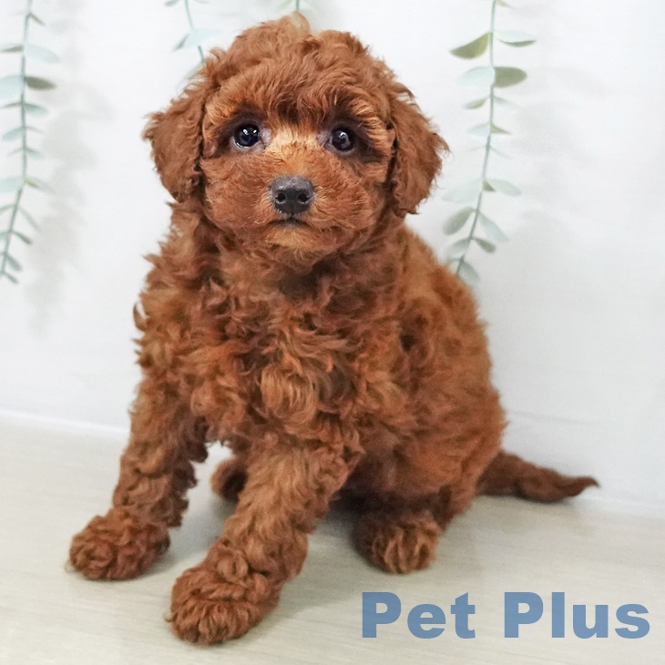 宮城県のトイプードル(トイ) (ペットプラス 名取店/2025年10月15日生まれ/女の子/レッド)の子犬の1枚目の画像