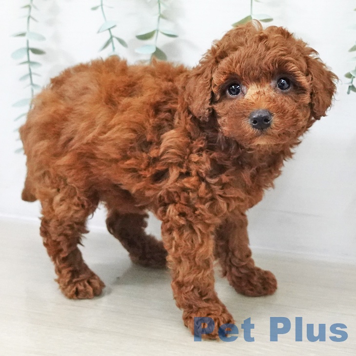 宮城県のトイプードル(トイ) (ペットプラス 名取店/2025年10月15日生まれ/女の子/レッド)の子犬の2枚目の画像