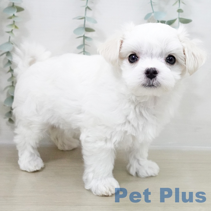 千葉県のマルチーズ (ペットプラス 八千代緑が丘店/2025年10月15日生まれ/男の子/ホワイト)の子犬の1枚目の画像