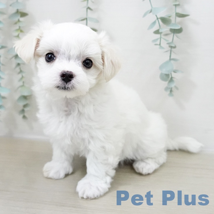 千葉県のマルチーズ (ペットプラス 八千代緑が丘店/2025年10月15日生まれ/男の子/ホワイト)の子犬の2枚目の画像