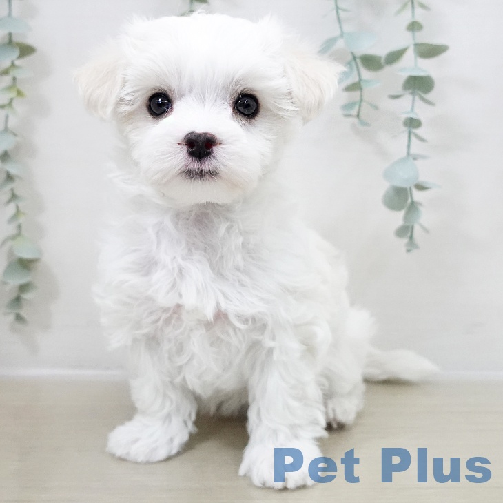 埼玉県のマルチーズ (ペットプラス ららぽーと新三郷店/2025年10月15日生まれ/女の子/ホワイト)の子犬の1枚目の画像