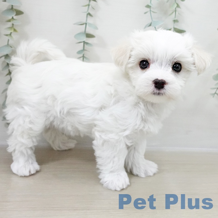 埼玉県のマルチーズ (ペットプラス ららぽーと新三郷店/2025年10月15日生まれ/女の子/ホワイト)の子犬の2枚目の画像