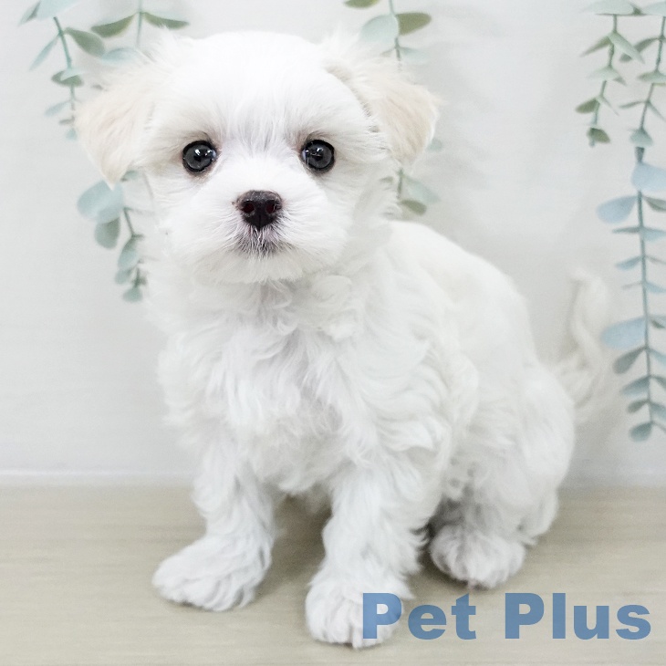 福島県のマルチーズ (ペットプラス イオンタウン郡山店/2025年10月15日生まれ/女の子/ホワイト)の子犬の1枚目の画像