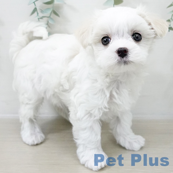 福島県のマルチーズ (ペットプラス イオンタウン郡山店/2025年10月15日生まれ/女の子/ホワイト)の子犬の2枚目の画像