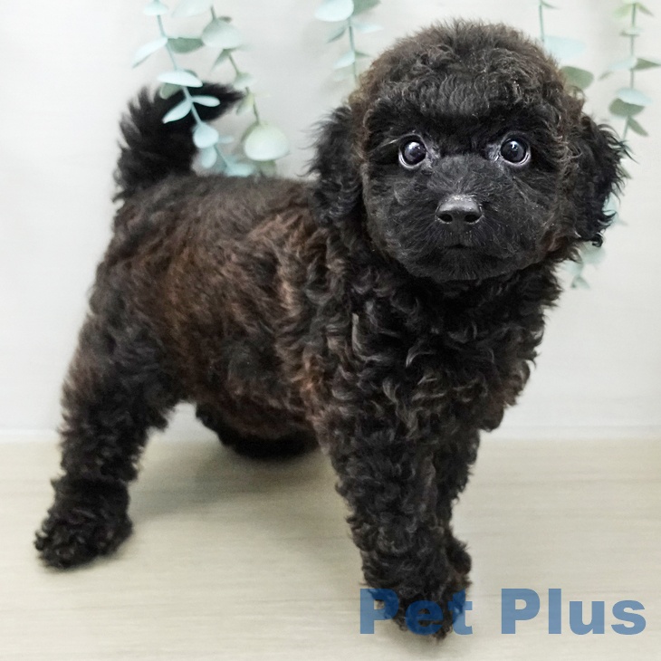 トイ・プードル