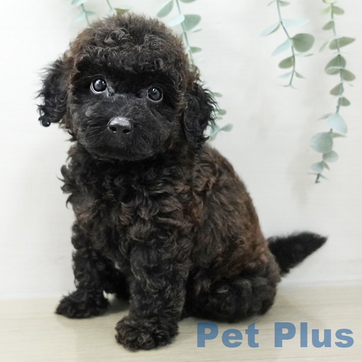 トイ・プードルの写真2