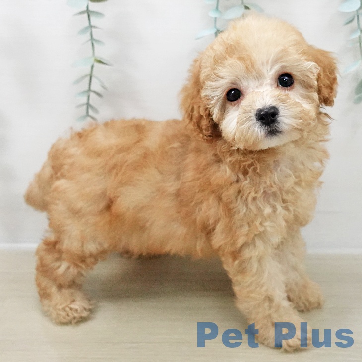 トイ・プードル