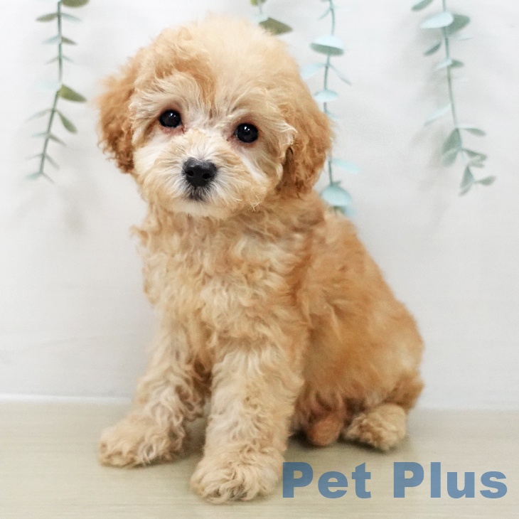 トイ・プードル