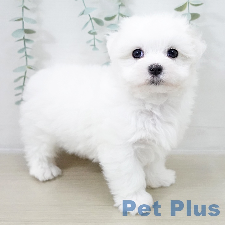 宮城県のマルチーズ (ペットプラス 仙台泉大沢店/2025年10月16日生まれ/女の子/ホワイト)の子犬の1枚目の画像