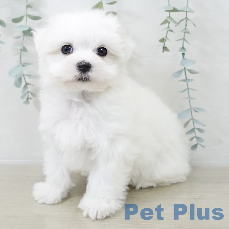 宮城県のマルチーズ (ペットプラス 仙台泉大沢店/2025年10月16日生まれ/女の子/ホワイト)の子犬の2枚目の画像