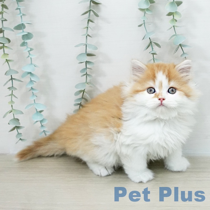 スコティッシュフォールド