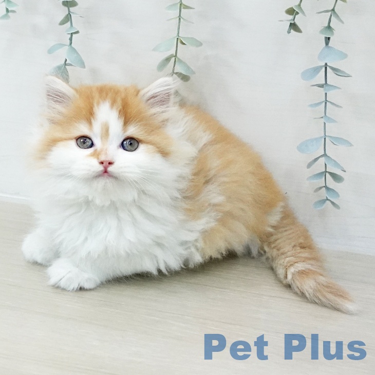 スコティッシュフォールド